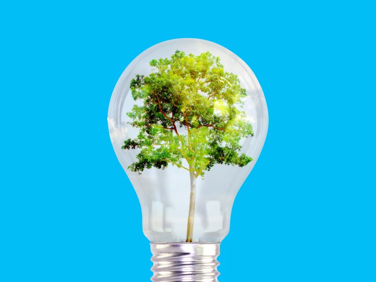 GLI ALBERI: ALLEATI DEL RISPARMIO ENERGETICO